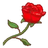 🌹