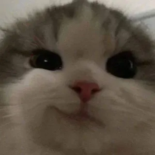 😂 猫, 子猫, 動物, 可愛い, ペット, ネコ whatsapp sticker
