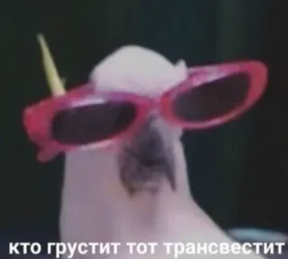💬 кто грустит тот трансвестит птица, попугай, солнцезащитные очки, смешной, мем telegram sticker