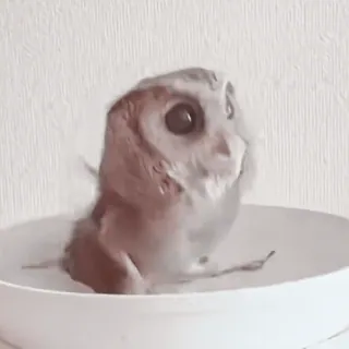 🦉 sowa, ptak, zwierzę, słodki, dzika przyroda, zwierzę domowe telegram sticker