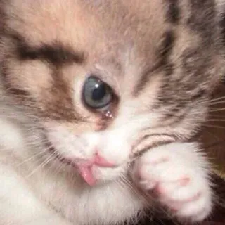 😢 chat, chaton, mignon, animal de compagnie, animal, adorable whatsapp sticker