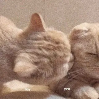 🤍 me you gatos, amor, fofo, animais, meme telegram sticker