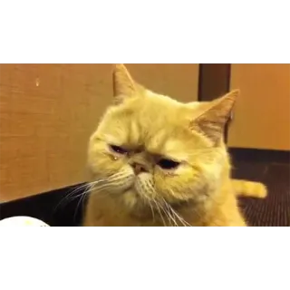 😿 gato, triste, mascota, animal, exótico de pelo corto telegram sticker