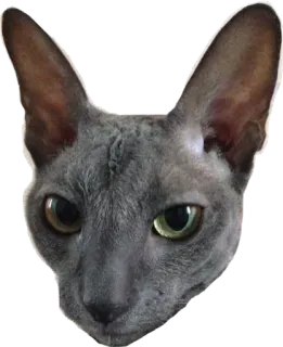 😒 cat, animal, pet, feline, grey cat, cute, kitten telegram sticker