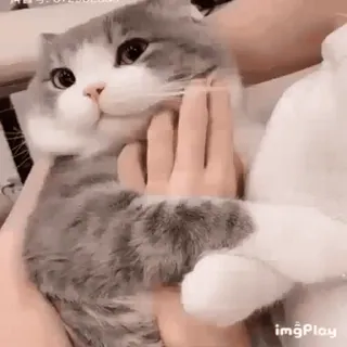 🐱 cat, pet, animal, cute, domestic cat, kitten whatsapp sticker