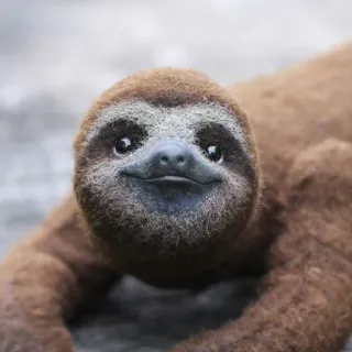 🥰 ленивец, животное, милый, млекопитающее, ленивый whatsapp sticker