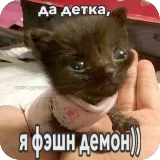 🫥 да детка, я фэшн демон)) kitten, cute, black cat, funny, fashion, demon, meme, cat telegram sticker
