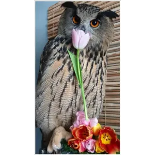 🌷 owl, bird, nature, flowers, tulips, cute, wildlife telegram sticker