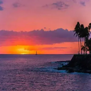 ❤️ sunset, ocean, tropical, beach, palm trees, nature, scenic, vacation telegram sticker