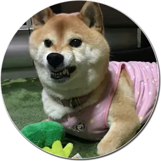 😬 chien, shiba inu, animal, mignon, animal de compagnie, chiot whatsapp sticker