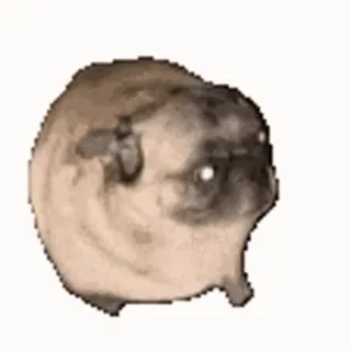 πΉ pug, dog, animal, pet telegram sticker