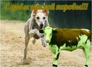 🐄 С днем гнилой коровы!!! dog, cow, animal, funny telegram sticker