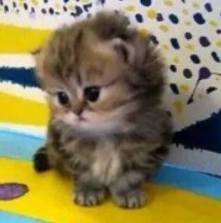 🐱 cat, kitten, cute, animal, pet whatsapp sticker