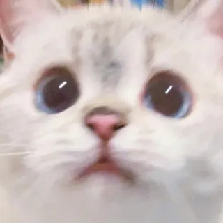 🙁 cat, cute, animal, pet, blue eyes, white cat whatsapp sticker