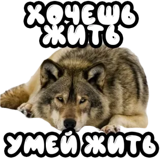 ❤️ ХОЧЕШЬ ЖИТЬ,
УМЕЙ ЖИТЬ lupo, animale, testo, russo, frase, motto telegram sticker
