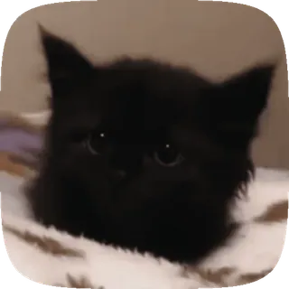 🐱 cat, kitten, black cat, cute, pet, animal telegram sticker