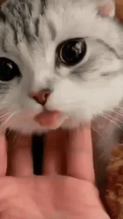 🐈⬛️ кот, питомец, милый, животное, домашний кот, кошачий telegram sticker