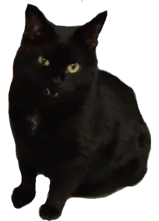 😒 kucing, kucing hitam, hewan, hewan peliharaan, hewan peliharaan, felidae whatsapp sticker