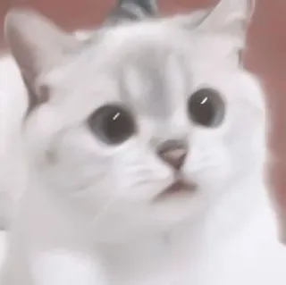 🎀 猫, 动物, 可爱, 宠物, 小猫, 家猫 telegram sticker