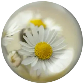 🌼 Gänseblümchen, Blume, weiße Blume, Natur, Blumenmuster whatsapp sticker