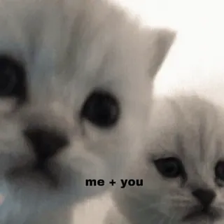 💕 me + you gatti, gattini, amore, amicizia, carino telegram sticker