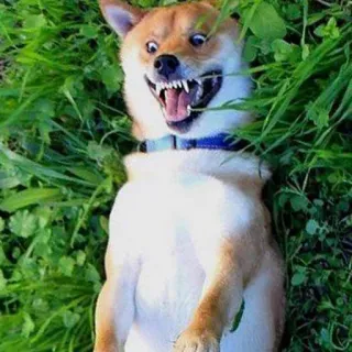 🚬 Hund, Shiba Inu, Tier, Haustier, lustig, Meme, wütend telegram sticker