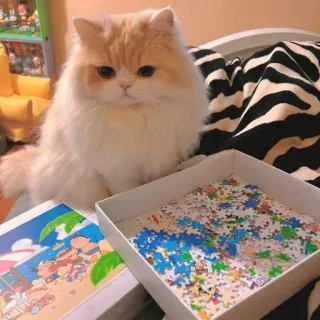 🐾 chat, puzzle, animal, mignon, chat domestique telegram sticker