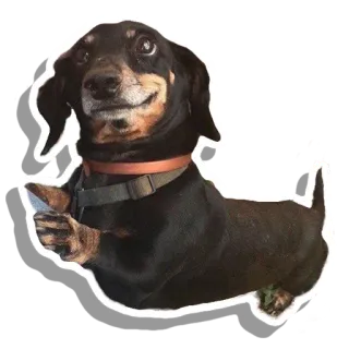 ☺️ dog, dachshund, animal, pet, sausage dog whatsapp sticker