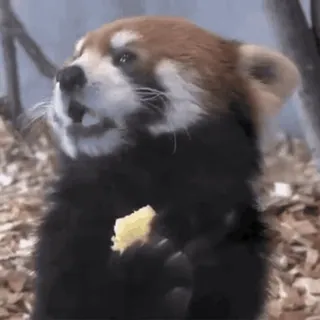 🍐 panda rosso, animale, carino, natura, fauna selvatica, mammifero telegram sticker