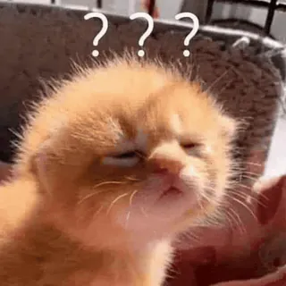 🤔 ??? gato, gatito, signos de interrogación, confundido, meme, mascota, animal whatsapp sticker
