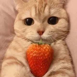 🍓 Katze, Erdbeere, süß, Tier, Kätzchen, Haustier, Frucht telegram sticker