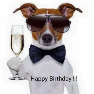 🍾 Happy Birthday !! birthday, dog, champagne, celebration, party telegram sticker