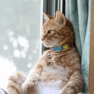 🐈 แมว, สัตว์, สัตว์ตระกูลแมว, สัตว์เลี้ยง, สัตว์บ้าน, แมวลาย, หน้าต่าง telegram sticker