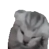 🙀