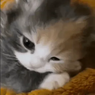 🥺 gato, gatito, lindo, animal, mascota, calicó whatsapp sticker