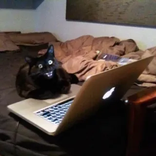 💻 Katze, Laptop, schwarze Katze, Tier, Bett telegram sticker
