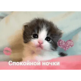 😴 Спокойной ночки gatto, gattino, sonno, buonanotte, carino, cuori telegram sticker