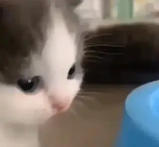 😿 котенок, кошка, животное, домашнее животное, милый, домашнее животное whatsapp sticker