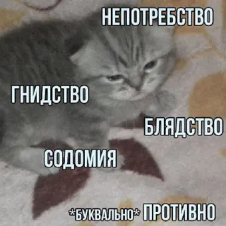 😐 НЕПОТРЕБСТВО
ГНИДСТВО
БЛЯДСТВО
СОДОМИЯ
*БУКВАЛЬНО* ПРОТИВНО cat, kitten, meme, russian, offensive, text, animal telegram sticker