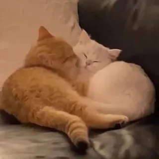 🤗 кошки, животные, питомцы, дружба, обнимашки, любовь, домашние животные telegram sticker