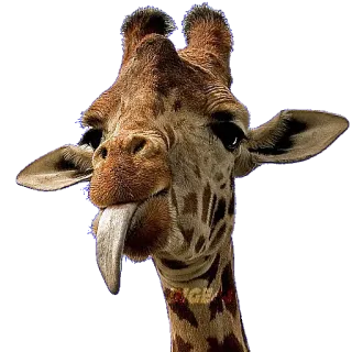 🦒 giraffe, animal, long neck, funny, tongue, zoo telegram sticker