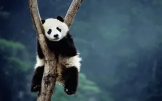🙁 Panda, Animal, Urso, Fofo, Vida selvagem, Natureza telegram sticker