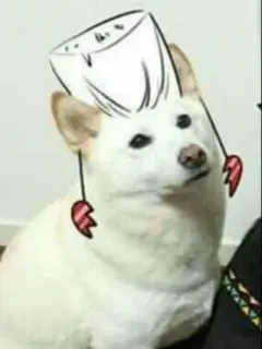 😕 狗, 厨师, 帽子, 搞笑, 烹饪 telegram sticker