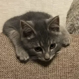 😞 Katze, Kätzchen, graue Katze, süß, Tier telegram sticker