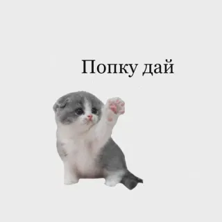 😍 Попку дай 猫, 小猫, 搞笑, 俄语, 可爱, 表情包 telegram sticker
