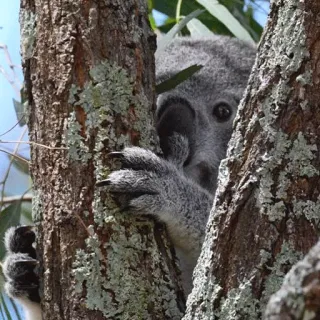 🐨 koala, animal, tree, mammal, wildlife, nature, australia telegram sticker
