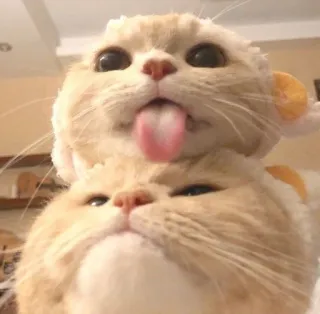 😉 Katze, Tiere, Haustiere, Kätzchen, süß, Zunge, lustig telegram sticker