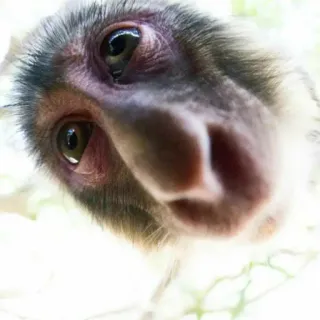 😳 scimmia, animale, fauna selvatica, mammifero, primati whatsapp sticker