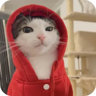 🐱 gatto, felpa con cappuccio, animale, carino, animale domestico telegram sticker