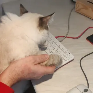 💻 cat, keyboard, typing, pet, animal telegram sticker